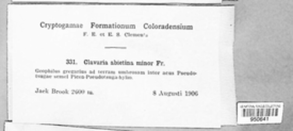 Phaeoclavulina abietina image